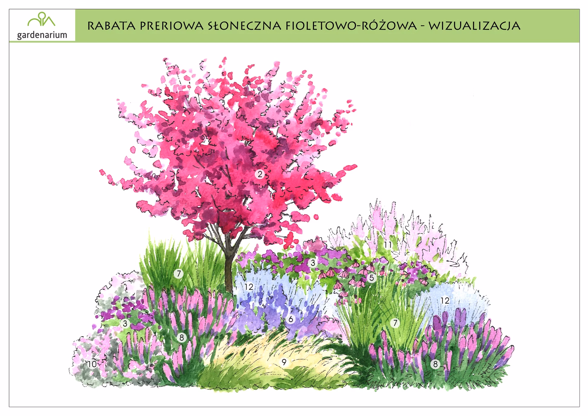 Nr 0010 Rabata preriowa słoneczna fioletowo-różowa