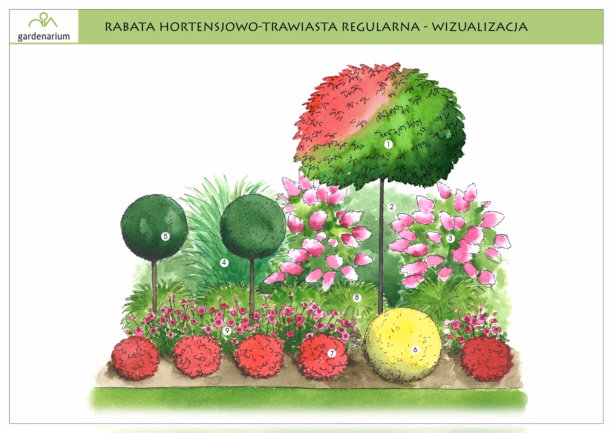 Nr 0020 Rabata hortensjowo-trawiasta regularna